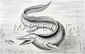Tylosaurus: TYLOSAURUS