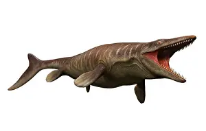 Menacing: Tylosaurus isolated on a white background