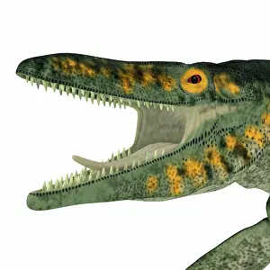 Plesiosaur: Tylosaurus marine reptile head portrait