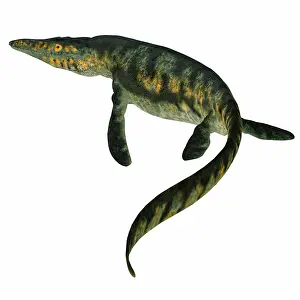 Plesiosaur: Tylosaurus marine reptile tail