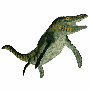 Plesiosaur: Tylosaurus marine reptile on white background