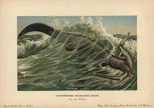Mosasaur: Tylosaurus pelor, a type of mosasaur, a large