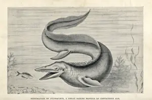 Tylosaurus: Tylosaurus proriger