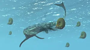 Hungry: Tylosaurus tries to feed on some ammonites