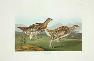 Grouse: Tympanuchus phasianellus, sharp-tailed grouse