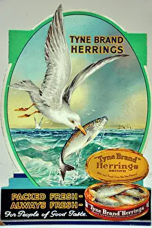 Canned: Tyne Brand Herrings