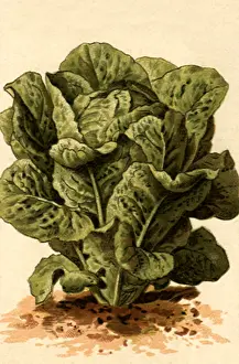 Curl: Type of Romaine