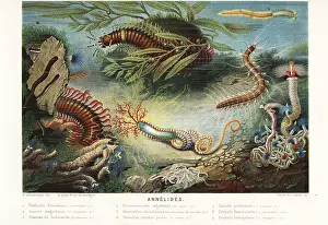 Le Monde De La Mer: Types of annelids or marine segmented worms