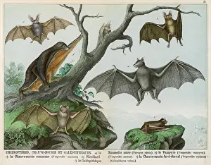 Parti: Six types of bat