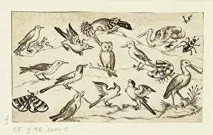 Individually: Twelve types of birds, including an owl and pelican