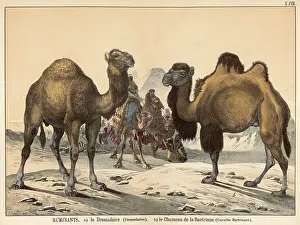 Dromedary: Two types of camel