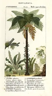 Lutea: Types of ferns and fern trees