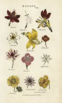 Pantologia: Types of flowers: Triandria, Diandria, Hexandria