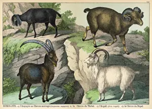Nepali: Four types of goat