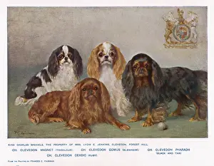 Comus: FOUR TYPES OF KC SPANIEL