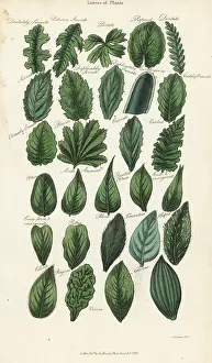 Pantologia: Types of leaves of plants