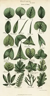 Pantologia: Types of leaves of plants