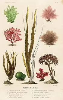 Types of marine algae