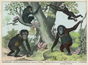 Orang: Four types of Monkey