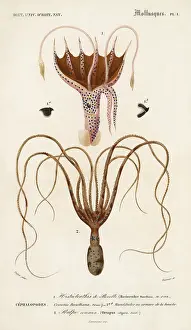 Octopi: TWO TYPES OF OCTOPODES
