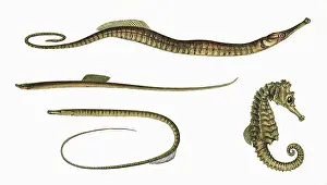 Seahorse: Three types of Pipefish and a Seahorse