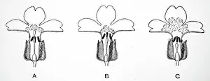 Punnett: Three types of Primula, from RC Punnett, Mendelism