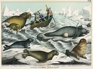 Flippers: Five types of sea creature
