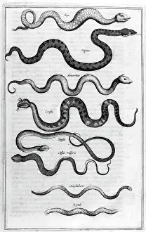 Itself: Types of snakes, from Arca Noe, (building the