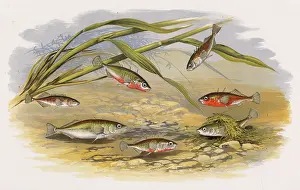 Tinker: Six types of Stickleback