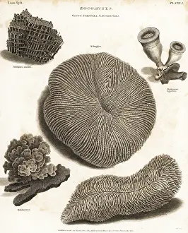 Universal Dictionary: Types of stony coral