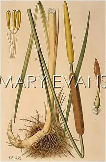 Bulrush: TYPHA ANGUSTIFOLIA