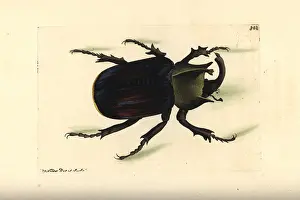 Scarab: Typhon beetle, Scarabaeus typhon