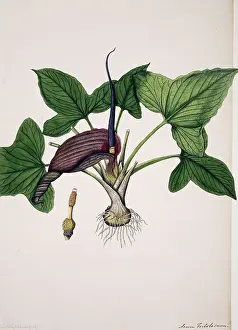 Alismatales: Typhonium roxburghii