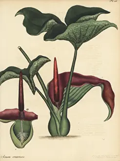Herbarium: Typhonium trilobatum