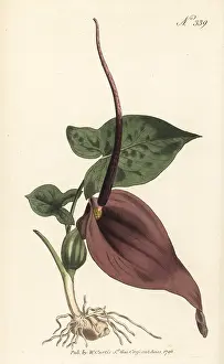 Stephen Couchman: Typhonium trilobatum