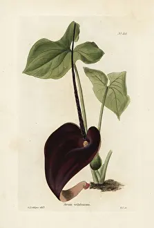Loddiges: Typhonium trilobatum