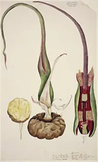 Voodoo: Typhonium venosum, voodoo lily
