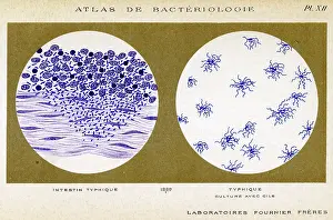 Typhus: TYPHUS BACILLUS