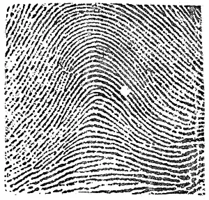 Knighted: Typical Arch Pattern, 1900