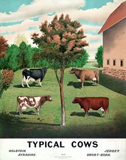 C1904: Typical cows