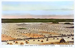 Stouks: Typical Harvest Scene, Edmonton, Alberta, Canada