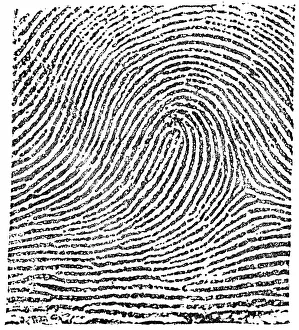Knighted: Typical Loop Pattern, 1900