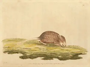 Striatus: Typical striped grass mouse, Lemniscomys striatus