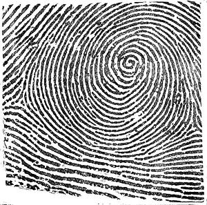 Knighted: Typical Whorl Pattern, 1900