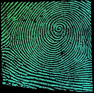Classification: Typical Whorl Pattern, 1900