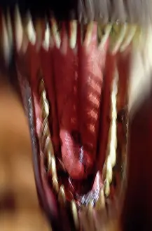 Tyrant: Tyrannosaurus rex