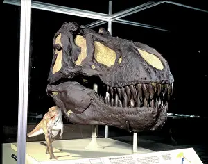 Tyrant: Tyrannosaurus rex