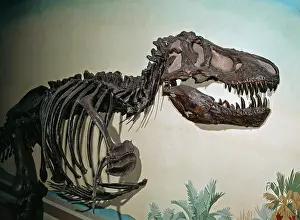 Tyrant: Tyrannosaurus rex