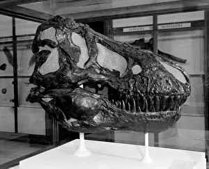 Tyrant: Tyrannosaurus rex