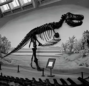 Tyrant: Tyrannosaurus rex